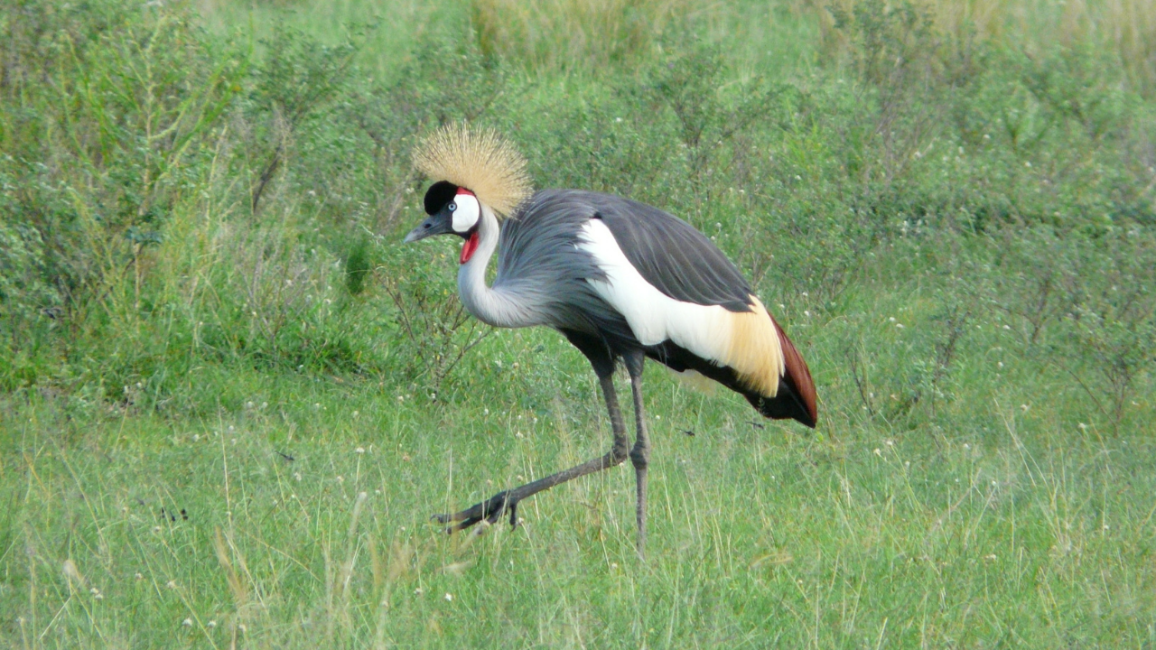 About Uganda Introduction to the country Uganda